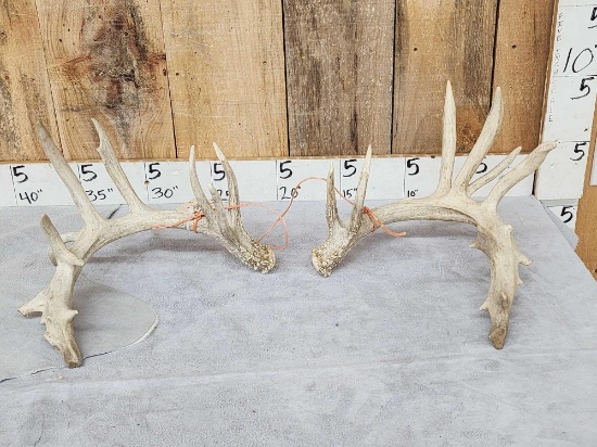 Big Nontypical Whitetail Shed Antlers
