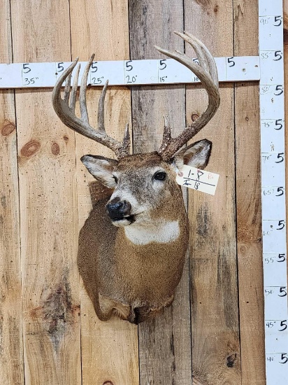 6x7 Whitetail Shoulder Mount Taxidermy