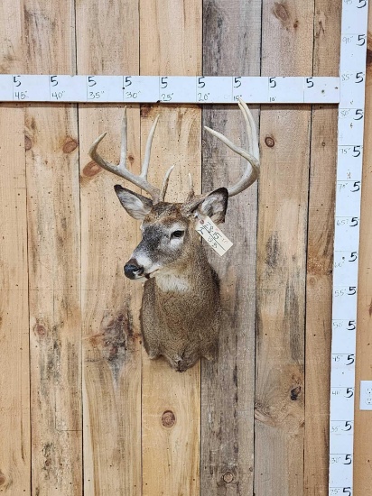 4x4 Whitetail Shoulder Mount Taxidermy