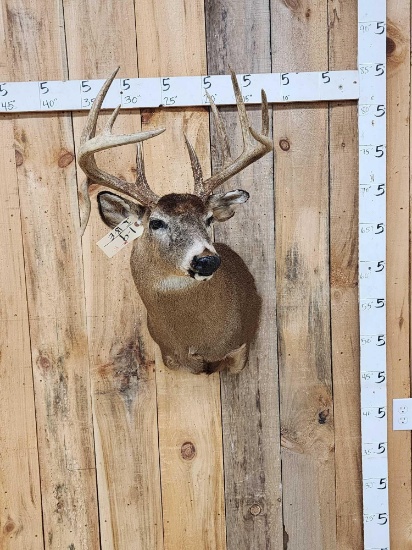 5x5 Whitetail Shoulder Mount Taxidermy