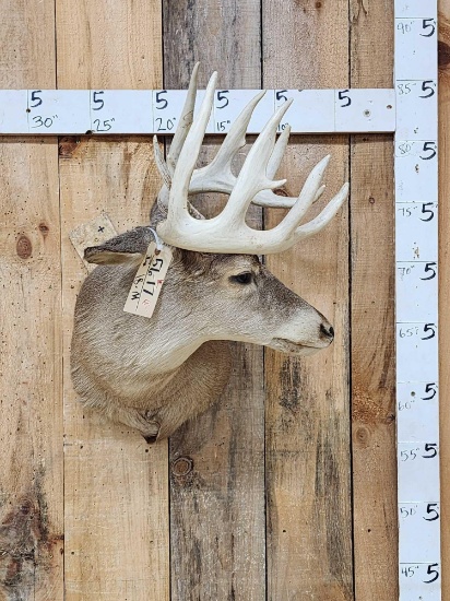 5x5 Whitetail Shoulder Mount Taxidermy