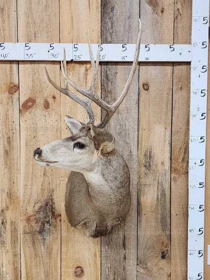 3x3 Mule Deer Shoulder Mount Taxidermy