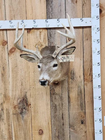 5x5 Whitetail Shoulder Mount Taxidermy