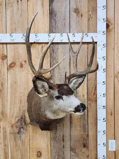 5x5 Mule Deer Shoulder Mount Taxidermy