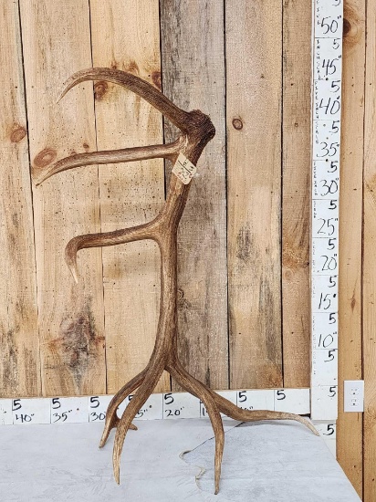 Freak 8 Point Self Standing Elk Shed Antler