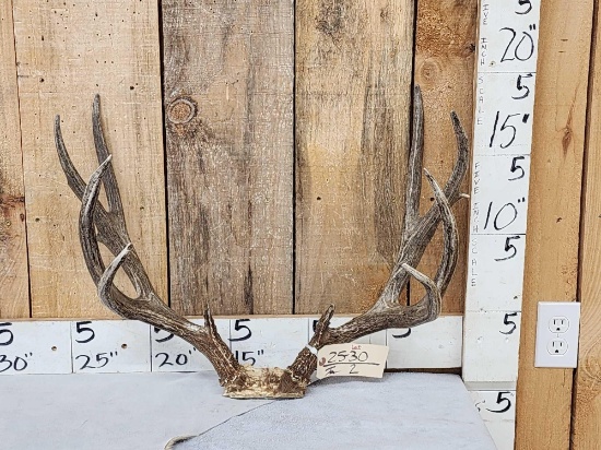 5x5 Mule Deer Antlers On Skull Plate