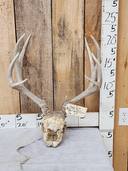 5x5 Mule Deer Antlers On Skull Plate