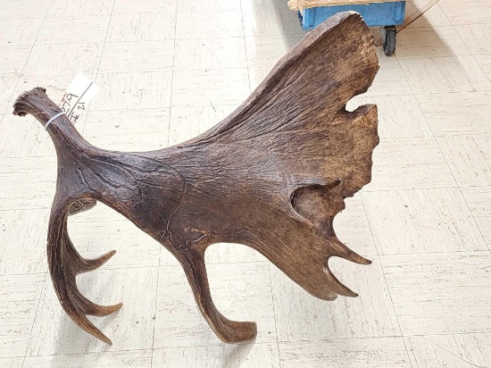 BIG Alaskan Moose Self Standing Shed Antler