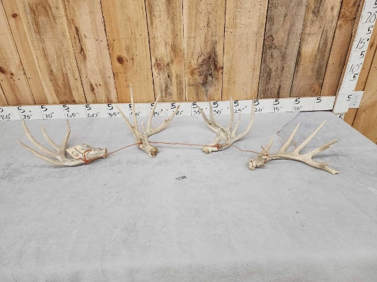 Group Of 4 Whitetail Shed Antlers