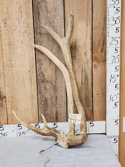 Freak Double Beam Elk Shed Antler