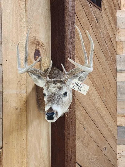 4x4 Whitetail Shoulder Mount Taxidermy