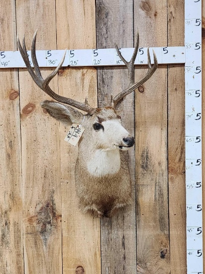 5x5 Mule Deer Shoulder Mount Taxidermy