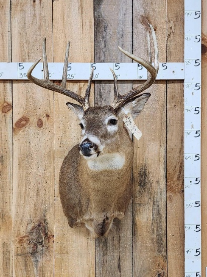 4x4 Whitetail Shoulder Mount Taxidermy