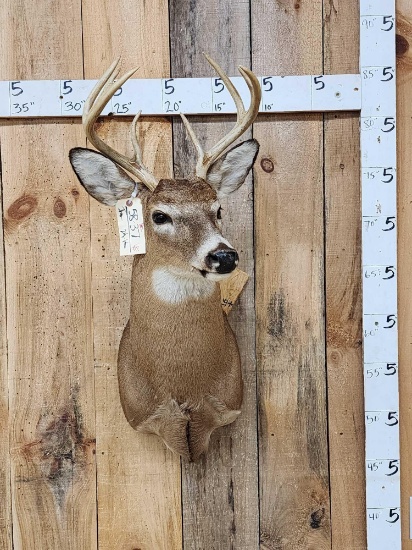 4x4 Whitetail Shoulder Mount Taxidermy