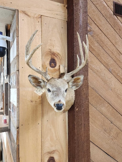 5x5 Whitetail Shoulder Mount Taxidermy
