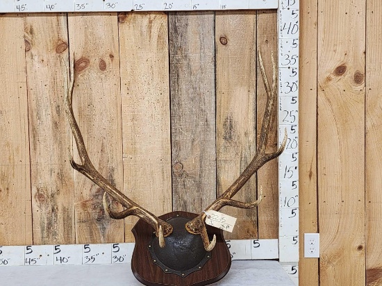 5x5 Elk Antlers On Plaque