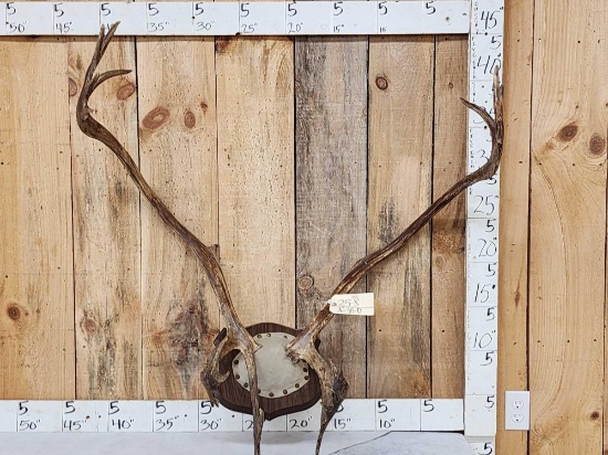 Caribou Antlers On Plaque