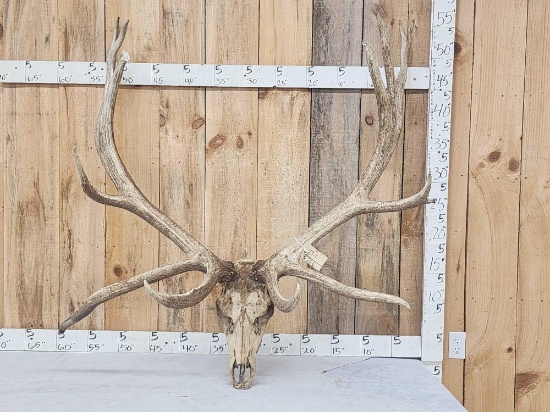 GIANT 470 Class Nontypical Elk Antler On Skull