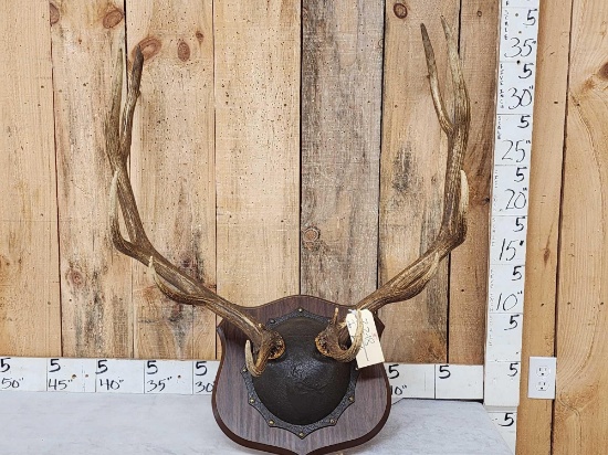 6x6 Elk Antlers On Plaque