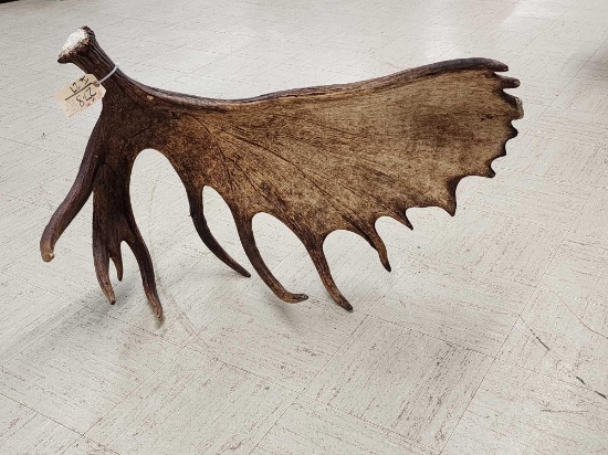 Giant Alaskan Self Standing Moose Shed Antler