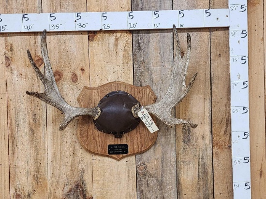 28" Moose Antlers On Plaque
