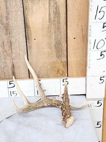 4 Point Wild Whitetail Shed Antler
