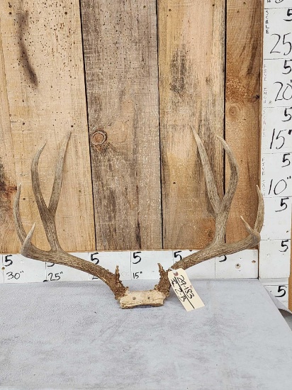 4x4 Mule Deer Antlers On Skull Plate