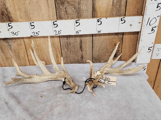 170 Class Whitetail Shed Antlers