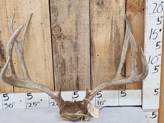 4x5 Mule Deer Antlers On Skull Plate