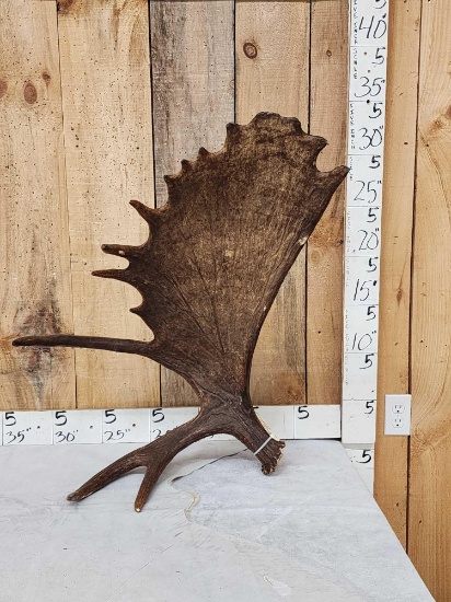 Gorgeous Self Standing Alaskan Moose Shed Antler