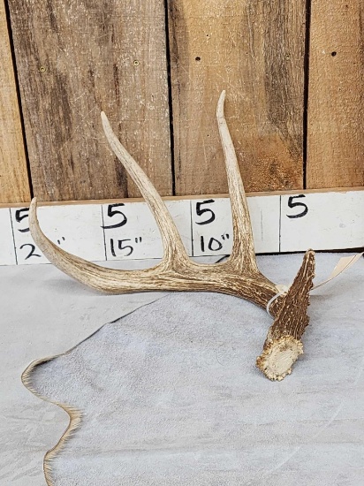 Wild 70 Class Whitetail Shed Antler