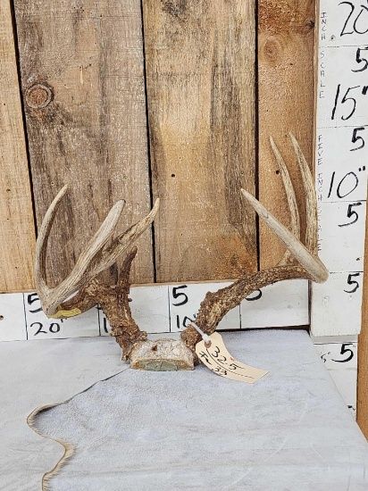 Freak 4x4 Wild Missouri Whitetail Antlers On Skull Plate