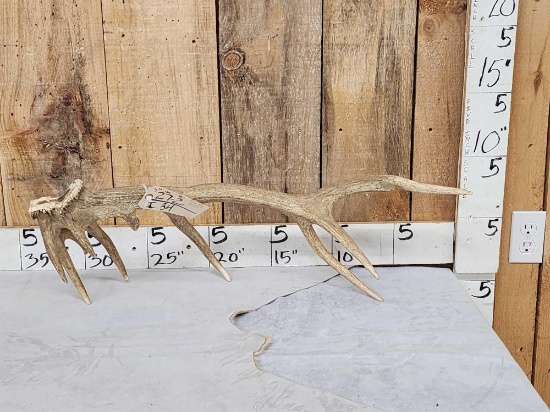 Freak Elk Shed Antler