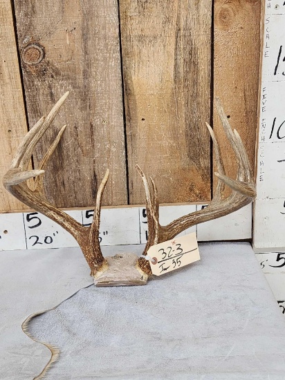 Main Frame Mini Monster 5x5 Whitetail Antlers On Skull Plate