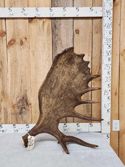 Gorgeous 18 Lbs Self Standing Alaskan Moose Shed Antler