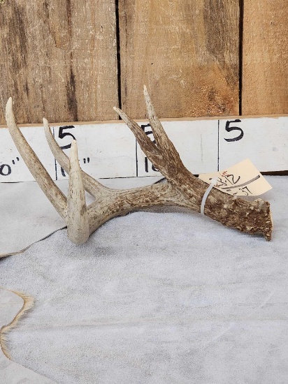 Wild Main Frame 4 Point Whitetail Shed Antler