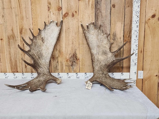 Set Of 35.6 Lbs Alaskan Moose Shed Antlers