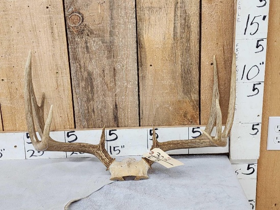 4v5 Whitetail Antlers On Skull Plate