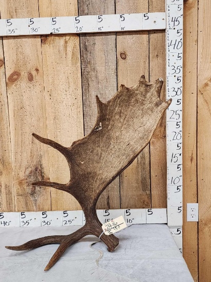Nice 13.7 Lbs Self Standing Alaskan Moose Shed Antler