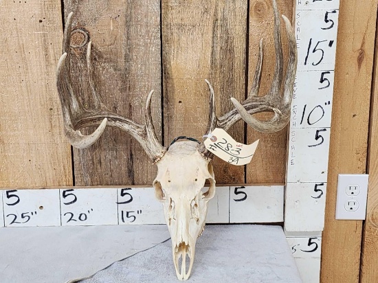 5x5 Whitetail Antlers On Skull