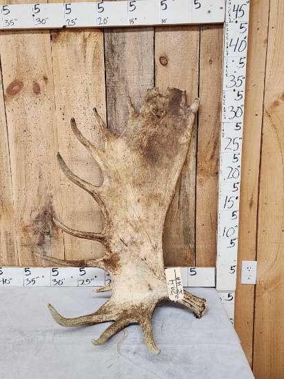 19.3 Lbs Alaskan Moose Shed Antler