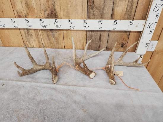 Group Of 3 Wild Whitetail Shed Antlers