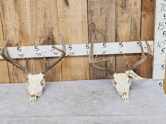 2 Sets Of Whitetail Antlers On Skulls