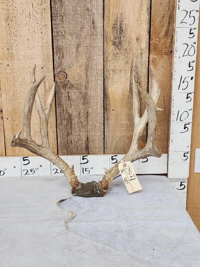 6x5 Mule Deer Antlers On Skull Plate