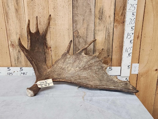 17.5 Lbs Alaskan Moose Shed Antler