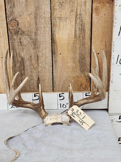 5x5 Whitetail Antlers On Skull Plate