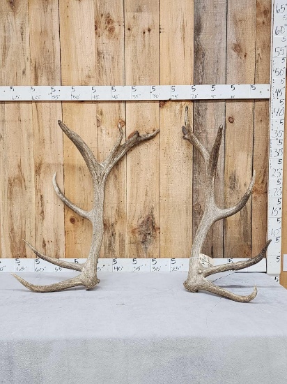 Heavy Mass Set Of 25 Lbs 7x7 Elk Shed Antlers