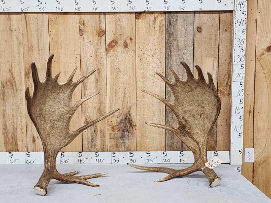 Awesome 24.4 Lbs Set Of Self Standing Alaskan Moose Antlers