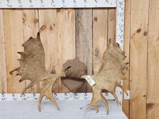 42" Wide Moose Antlers On Plaque