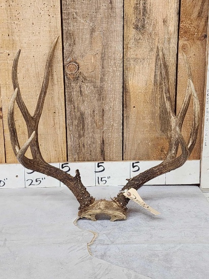 4x5 Mule Deer Antlers On Skull Plate